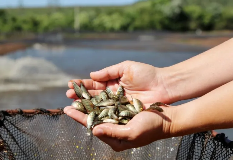 Está na hora de garantir seus alevinos!