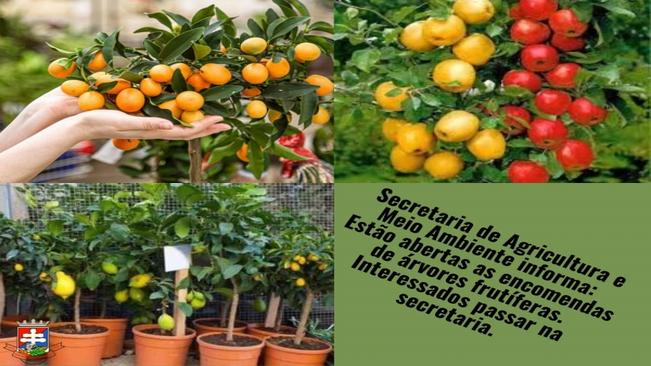 Encomendas de árvores frutíferas