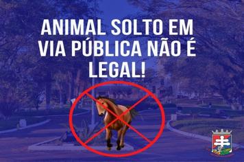 Decreto Executivo 3937/2020
Recolhimento, apreensão, penalidades e controle de animais