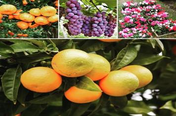 Encomende suas mudas frutíferas