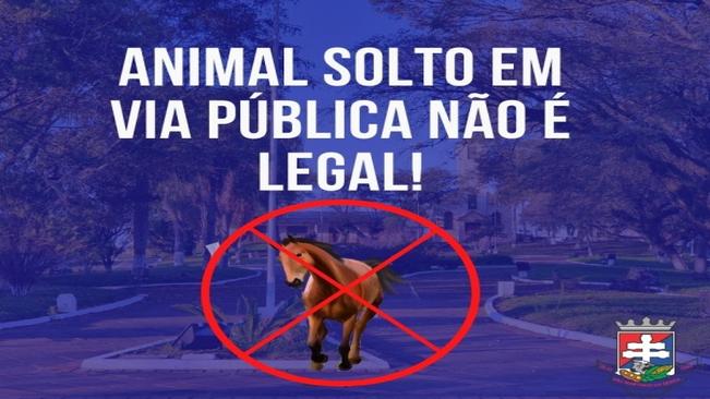 Decreto Executivo 3937/2020
Recolhimento, apreensão, penalidades e controle de animais